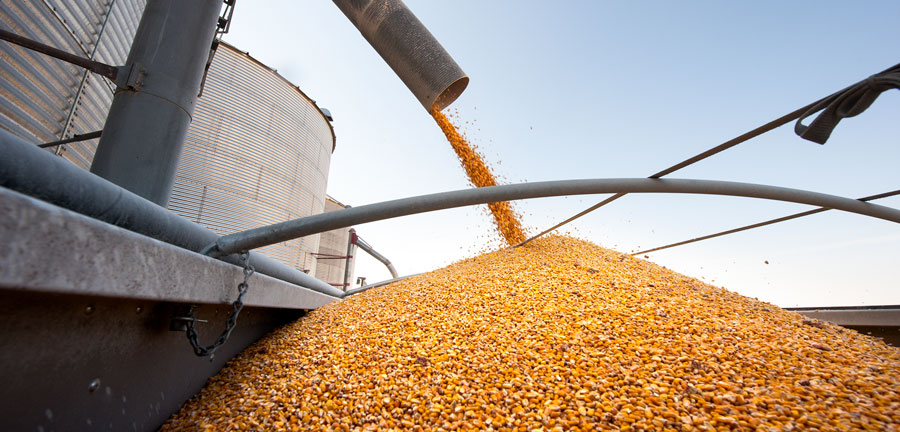 Grain Marketer Consultant Makes Consistent Profits